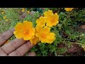 How to grow and care 9 o clock portulaca plant with cutting