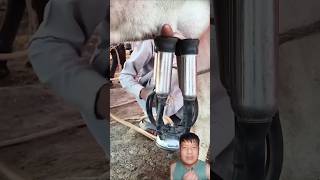 Milking Machine Malfunction During Cow Milking 🐄⚠️ #DairyFarm #FarmTechnology #shortsfeed