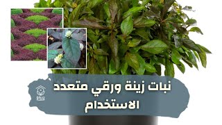 نبات النترا ، النتيرا / دم العاشق ، الرعاية والاكثارAlternanathera