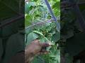 ખેતર ની તુરા ની ફળી વેણી #shortvideo #farming #village #farmlife