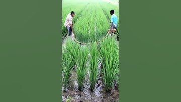 Pulling Kerosinized Rope Controls Rice Hispa #shorts