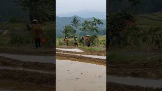 Time To Go Home After Working All Day In The Rice