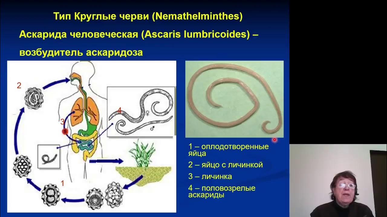 Паразитические черви имеют