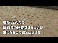 ティフトン苗で我が家の芝生化プロジェクト