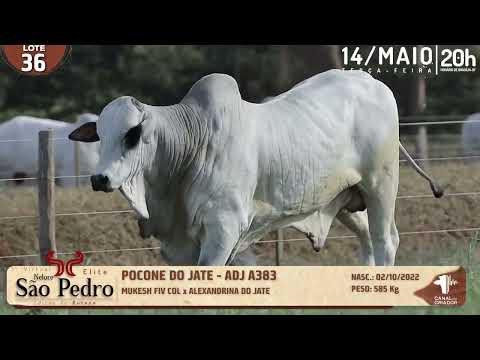 LOTE 36   ADJ A383