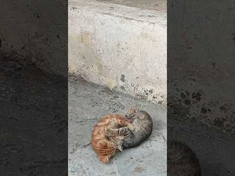 شقاوة قطط جميله وكيوت حيوانات اليفه هرارة صغيرة Funny Baby Kitty So Comedy Amazing Cat S Kit 