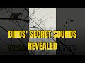 Unveiling Bird Song Secrets: How Birds Produce Complex Sounds