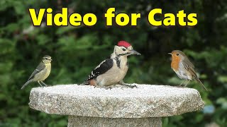 Birds for Cats to Watch ~ Baby Woodpecker Surprise by Paul Dinning 1,938 views 1 month ago 1 hour