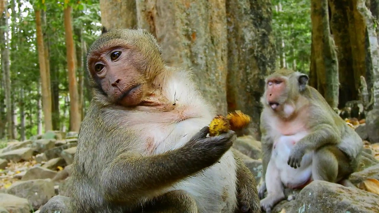 small monkey crossword Sweet pea eating fruit are want lucky and want to laugh,