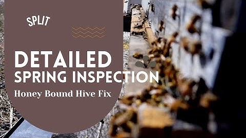 Beehive Detailed Spring Inspection | Fixing a Honey Bound Hive