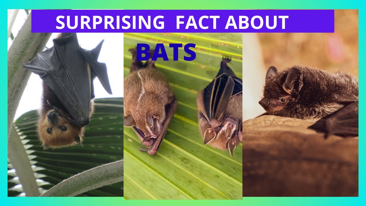 Bat Animal Control,HowSafely Handle BatsWithoutHarm,AnimalControl ...