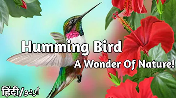 Humming Bird | The Smallest And Beautiful Bird | IQRA POINTS |