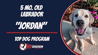🐶Dog Trainers/Training South Florida & Arizona / Labrador Retriever 'JORDAN' 🦮 by A K9 Solution 35 views 1 month ago 6 minutes, 57 seconds