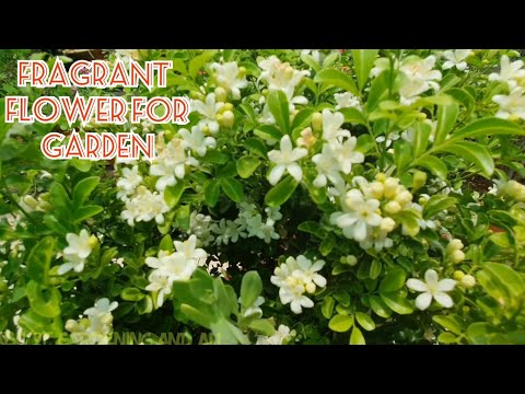 611. Murraya Paniculata Care and Fertilizers...(hindi)