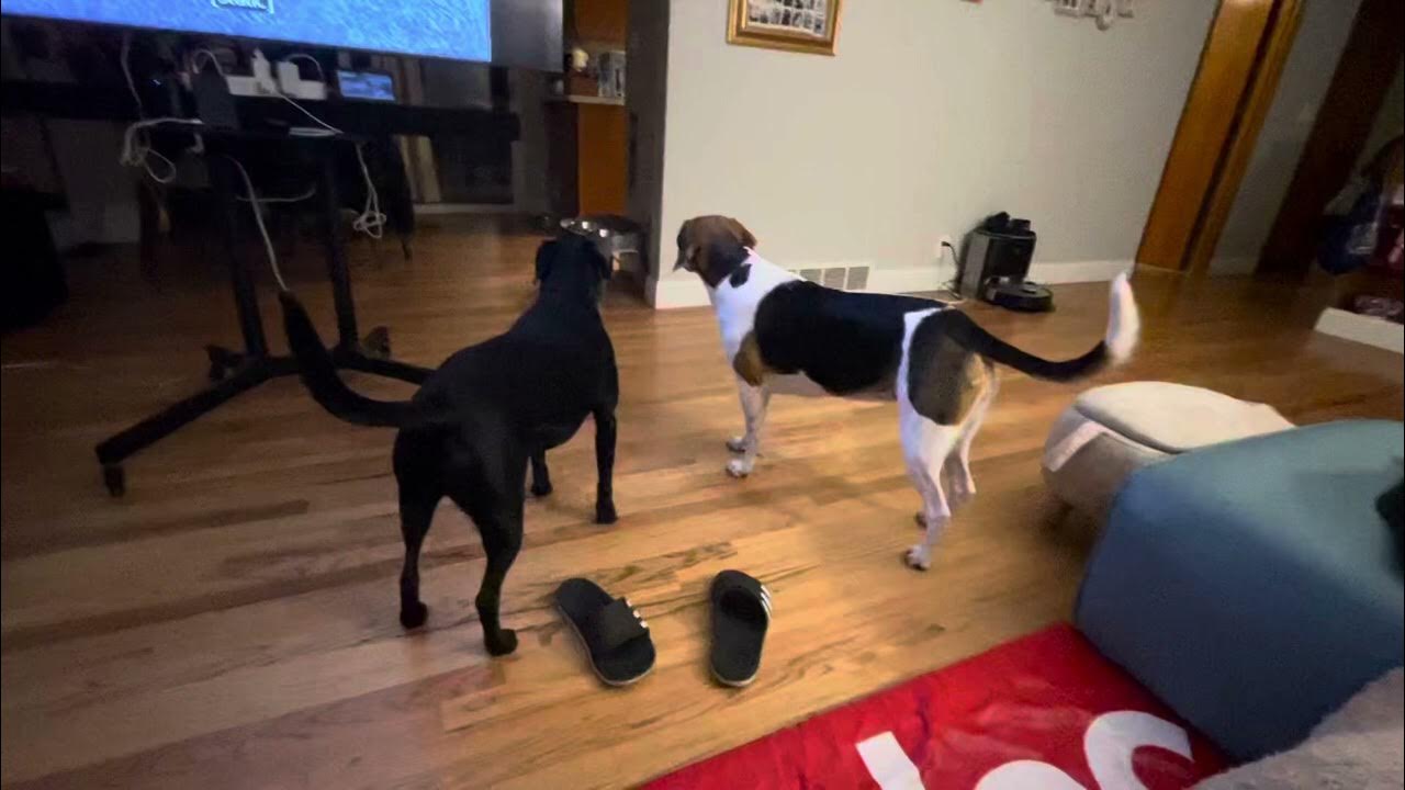 Cute Beagle and Lab mix playing and getting the zoomies YouTube