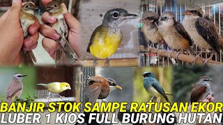 31 MEI ‼️BONGKAR STOK TERBARU || RATUSAN EKOR || SIAP PANTAU WA:0838-7553-6945