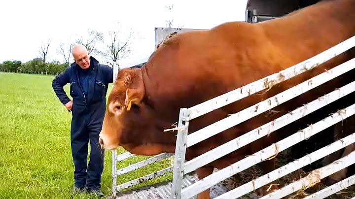 Sapi jantan Limousin akan menemui sapi betina di padang rumput