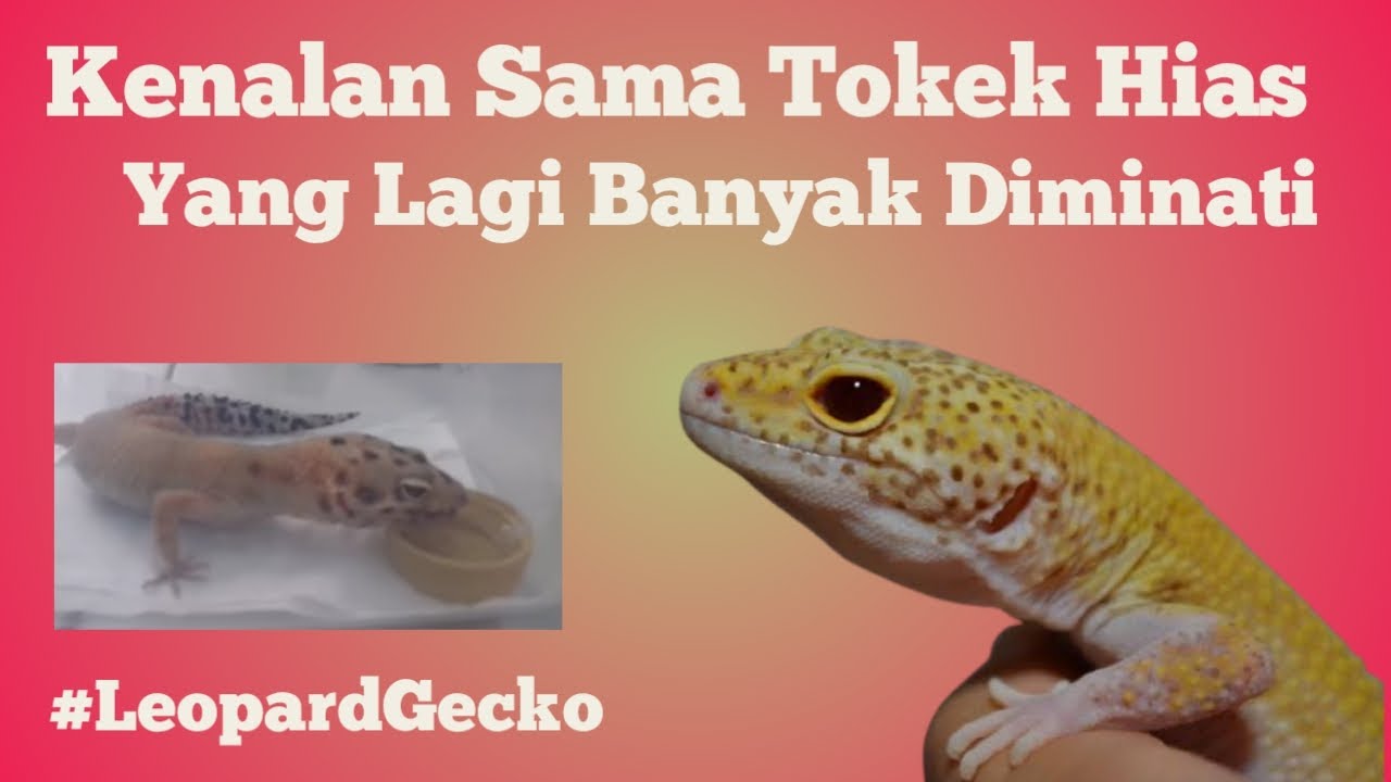 Perawatan Dan Pemilihan Kandang Leopard Gecko Youtube