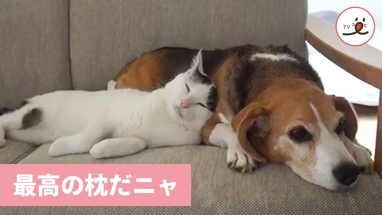 ニャンコとワンコの仲良しなお昼寝 Peco Tv Youtube