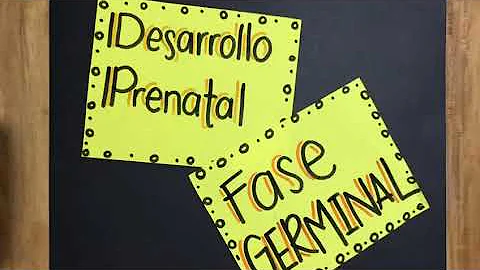 ¿Cuánto dura la fase germinal?