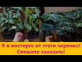 Рассада комнатных: алоказия, калатея, 6 видов фикусов, обзор, цена, спешите заказать.