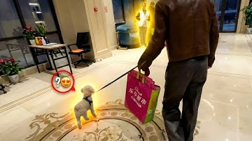 Stray Dog Missing for 1,095 Days! The Moment He Saw His Owner, He Froze in Place...