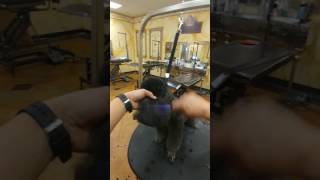 Poodle head and ears groom