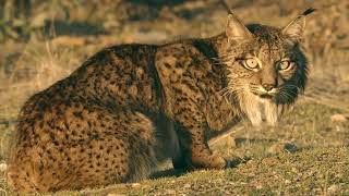 WILDPIX TRAVEL  IBERIAN LYNX PHOTO TRIP 720P