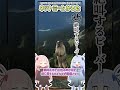 ネットミームかるた 536 絶叫するビーバー Shorts ネットミームかるた 536 絶叫するビーバー Shorts