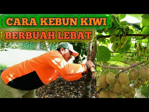 RAHASIA KEBUN KIWI BERBUAH LEBAT