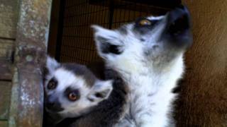 SUPER CUTE Lemurs in Mallorca Zoo Parc Natural