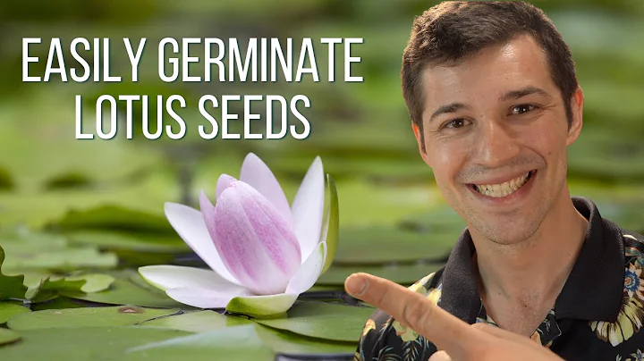 How To Plant a Lotus Seed! - DayDayNews