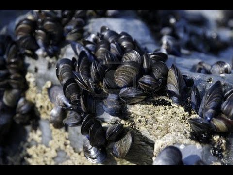 Video: ¿Las conchas de los mejillones son biodegradables?