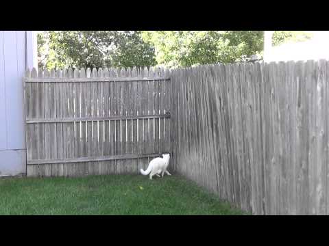 Video: Kunnen katten over hekken klimmen?