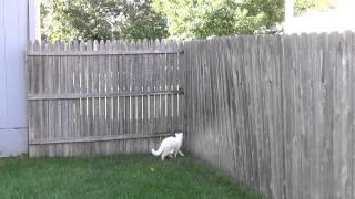 Mr. Cat Climbing Fence