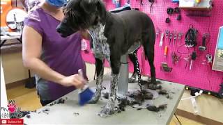 How to groom a mixed breed dog Pitbull Schnauzer Whippet