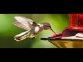 REDventure: Humming Birds SloMo