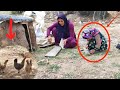 The clever creativity of an orphaned mother and daughter to finish the chicken nest in the mounta