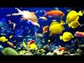🐠 Красивые рыбки в аквариуме