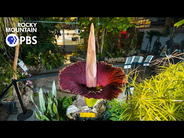 The science behind a corpse flower - YouTube