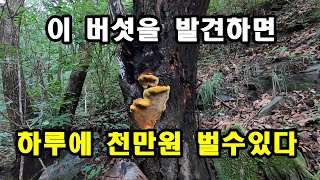 이 버섯을 발견하면 하루 천만원 벌수있다. 뽕상황버섯과 여름 버섯들.