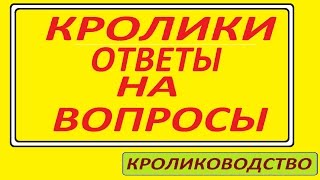 КРОЛИКИ. Ответы на вопросы