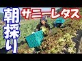 朝採りサニーレタス出荷と動物撃退器設置・ピーマン葉面散布19/6/3＃696