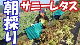 朝採りサニーレタス出荷と動物撃退器設置・ピーマン葉面散布19/6/3＃696