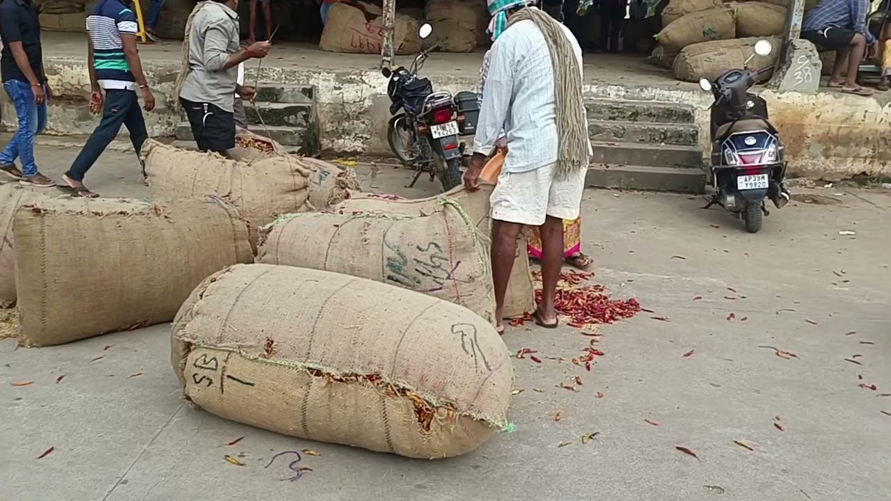 guntur mirchi market rate | Asia's largest chilli market| largest chilli market 