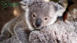 Cupid and Venus at Friends of the Koala