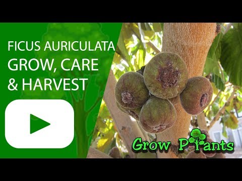 Ficus auriculata - grow & care