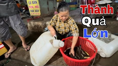 Thăm Lờ Dính Liên Tục | Khu Này Cá Lóc Nhiều Thiệt – Đem Chợ Bán Liền