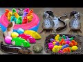 Menangkap ayam lucu, ayam warna warni, ayam rainbow, bebek, angsa, ikan hias, ikan cupang