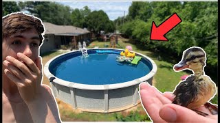 Baby RESCUE DUCK Gets New SWIMMING POOL!?!?
